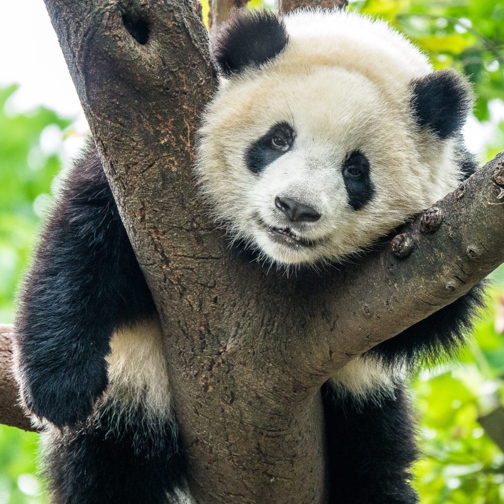 Couverture polaire panda mange son bambou pexels mike van schoonderwalt 5504764